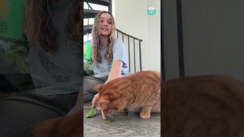 Orange Cat Loves Baby Spinach || ViralHog