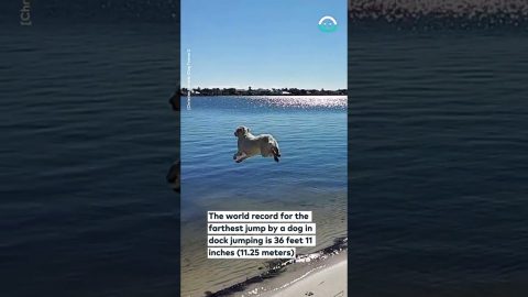 Labrador Almost Breakes Long Jump World Record || ViralHog