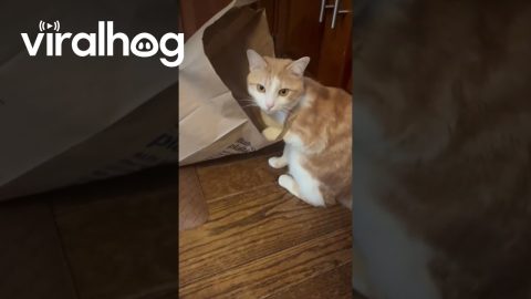 Orange Kitten Wears Bag Necklace || ViralHog