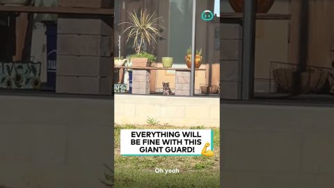 Puppy Home Security || ViralHog