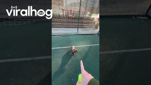 Scoring Goals on Bruno || ViralHog
