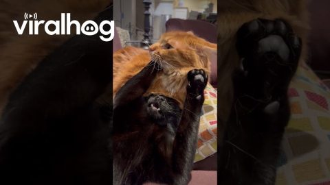 Every Black Cat Needs Their Orange Cat || ViralHog