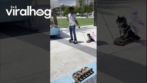 Dog on Wheels With Wings || ViralHog