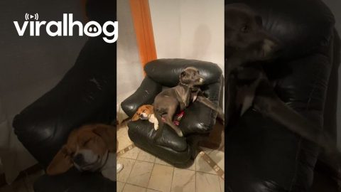 Chair for Two? || ViralHog