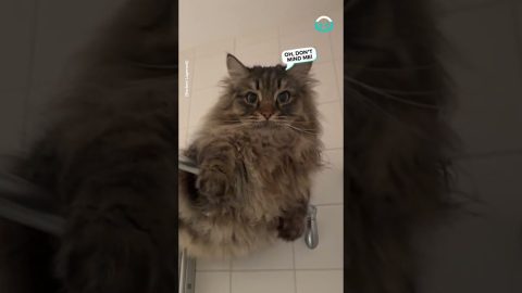 Cat Climbs onto Shower Screen || ViralHog