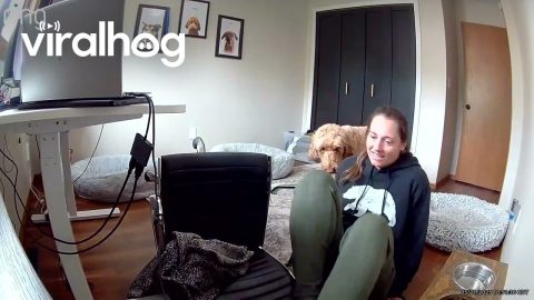 Hoping for Some Remote Work Comp || ViralHog