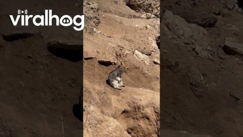 Squirrel Deep In Thought While Sitting On A Cliffside || ViralHog