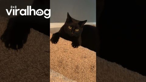 Kikko Excited About New Apartment Stairs || ViralHog