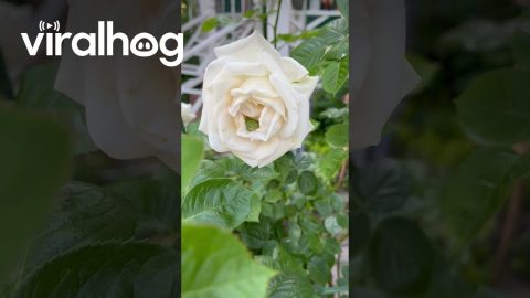 Tree Frog Cozy in a Rose || ViralHog