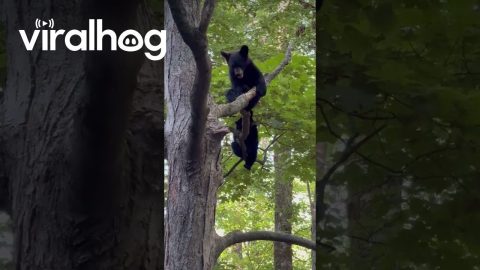 Black Bear Cubs Play In Tree || ViralHog