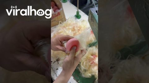 Curly Blonde Doll Hairs Sewn Into Toy Head || ViralHog