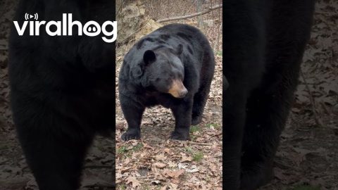 Big Black Bear Walking Through Wooded Countryside || ViralHog