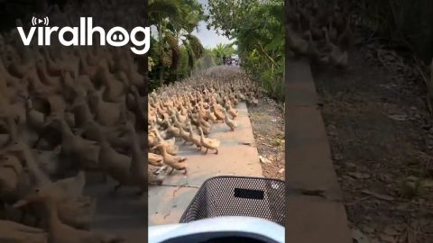 Excuse Me Ducks, Coming Through || ViralHog