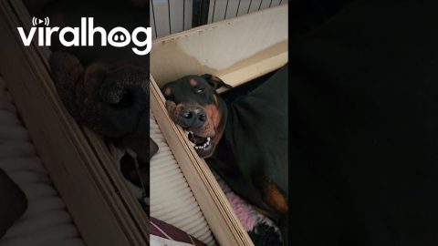 Exhausted Doberman Mom Snoozes Hard || ViralHog