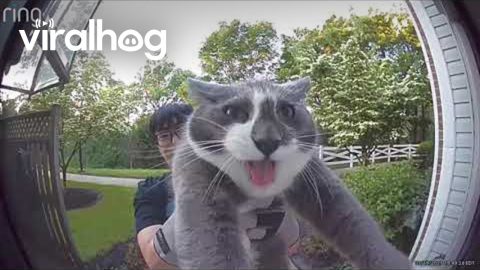 Friendly Neighbor Returning My Cat || ViralHog