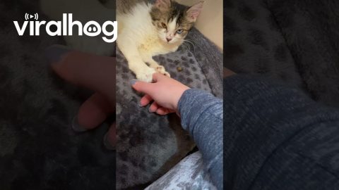 My New Kitten Has Heterochromia || ViralHog