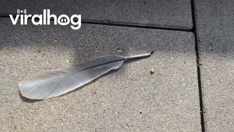 Hard-Working Ant Pulls Giant Feather || ViralHog