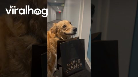 Chatterbox Bailey Makes a Delivery || ViralHog