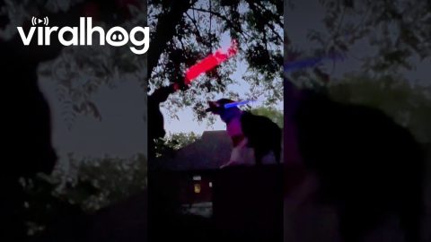 May the 4th Be With You! || ViralHog