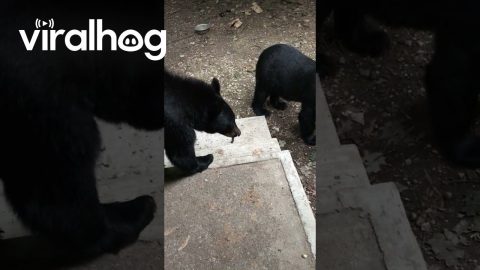 Black Bear Claims Porch Territory || ViralHog