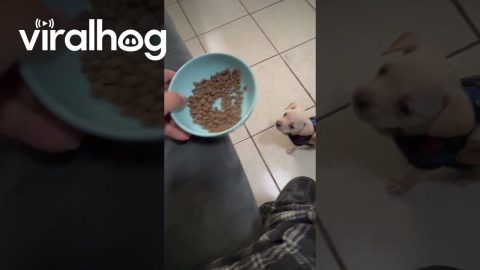 Puppy Tricked Into Eating Kibble || ViralHog