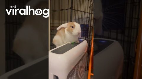 Bunny Ears Blow In Fan Breeze || ViralHog