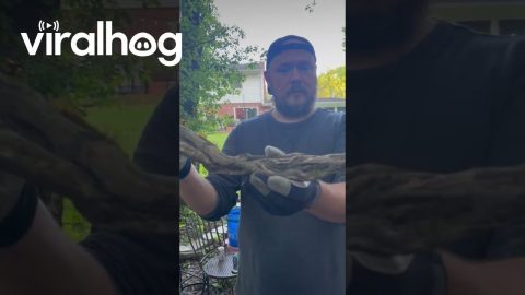 Stick Nation Check Out This Dragon Stick || ViralHog