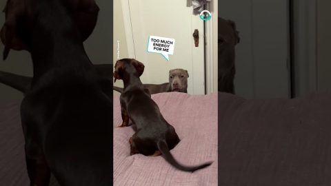 Older Dog Stares At Energetic Puppy || ViralHog