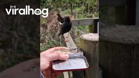 Man Greets And Feeds Birds In Bridgnorth || ViralHog