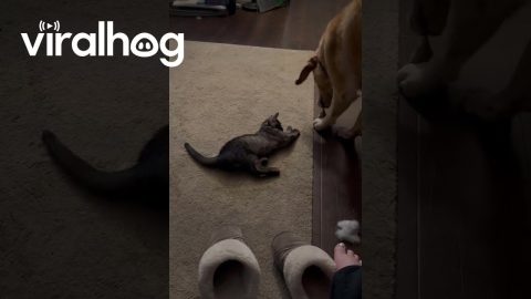 Sweet Dog Is Cat’s Best Friend || ViralHog