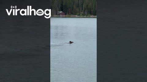 Bear and Cub Swimming in Glacier National Park || ViralHog