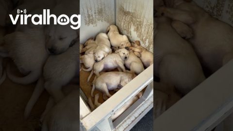 A Mosaic of Labrador Puppies || ViralHog