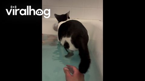When I Say My Cat Loves Water || ViralHog