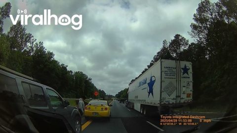 Loose Kangaroo Causes Chaos On Alabama Interstate || ViralHog