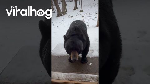 Black Bear Sits on Command || ViralHog