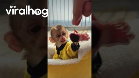 A Little Monkey Eats a Cherry || ViralHog