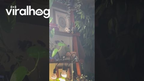 Golden Concerned About Coyote Skull Decor || ViralHog