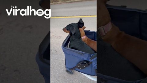 Monty and Lola Out for a Stroll || ViralHog