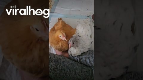 Content Chickens Make Purring Noises || ViralHog