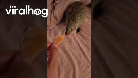 Lounging Mongoose Enticed By Salmon Bite || ViralHog