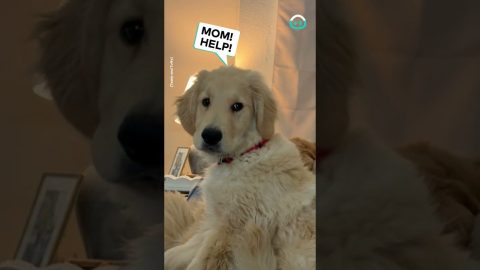 Golden Claims His Spot Over New Dog || ViralHog