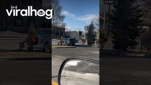 Moose at McDonalds || ViralHog