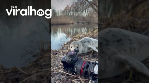 A Seal in the Forest || ViralHog