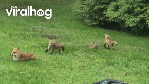 Foxes Frolic In Michigan Backyard || ViralHog