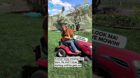 Kramer Love To Ride The Mower || ViralHog