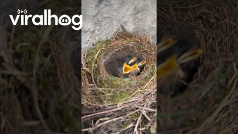 Four Little Birds Chirp After Gentle Tap Near Nest || ViralHog