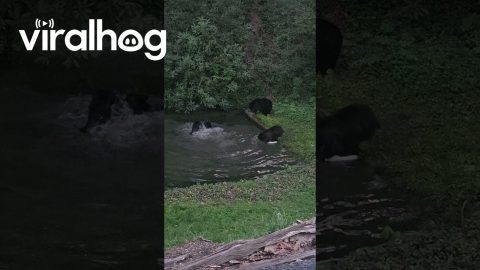 Black Bear Cubs Splash In Water Together || ViralHog
