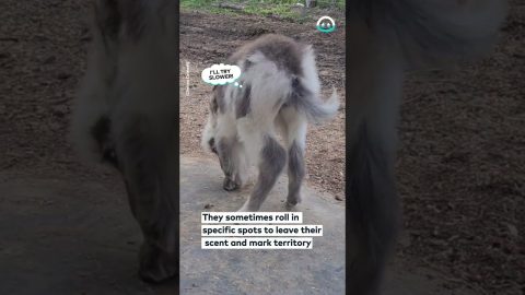 Mini Donkey Learning How To to Roll || ViralHog