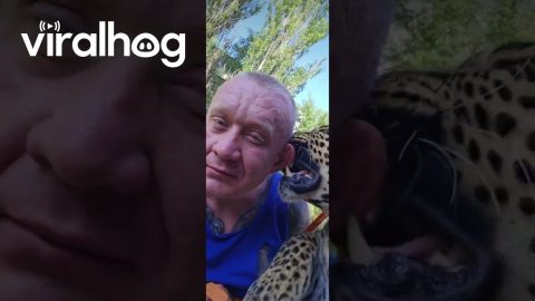 Gentle Leopard || ViralHog