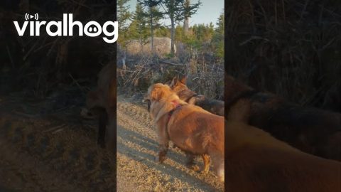 Two Friends Share a Stick || ViralHog